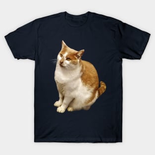 Orange and White Short Haired Cat T-Shirt